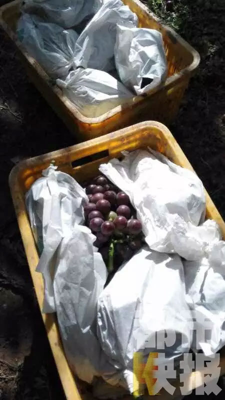 安徽农产品销毁公司